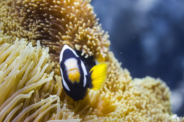 Clark's anemonefish