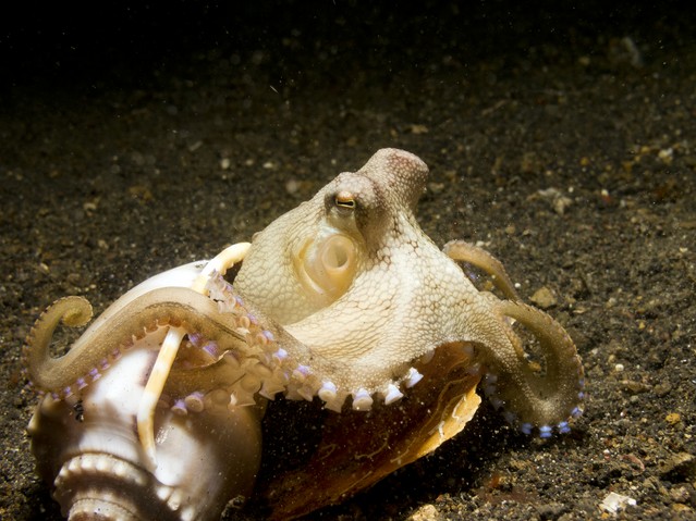 Coconut Octopus coming out of its seashell