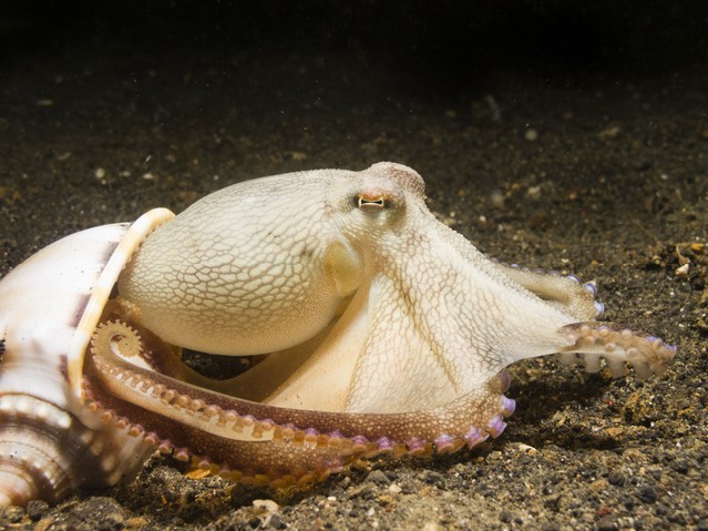 Coconut Octopus
