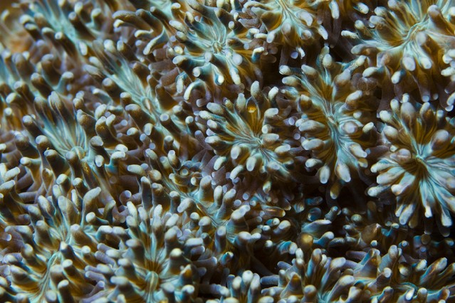 Coral polyps texture