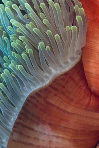Detail shot of a Magnificent anemone's vibrant red mantle and fluorescent green-tipped tentacles