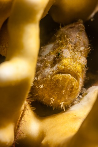 Freckled frogfish hiding in fire coral