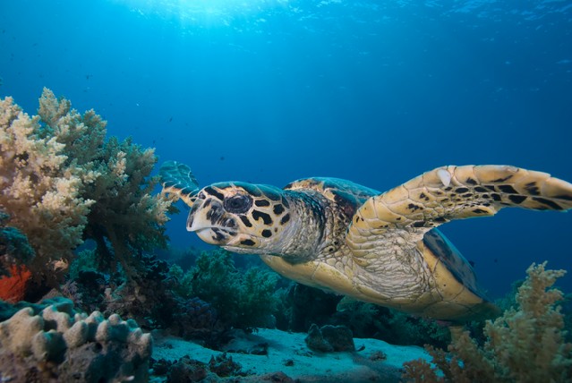 Front view of an adult male Hawksbill turtle