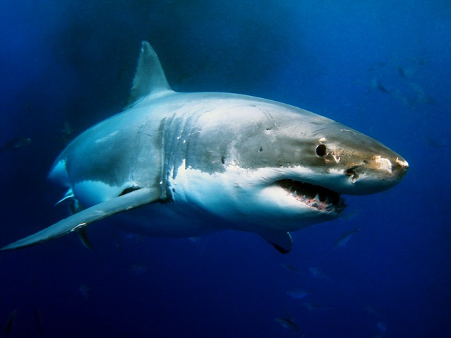 Great White Shark Underwater Photo