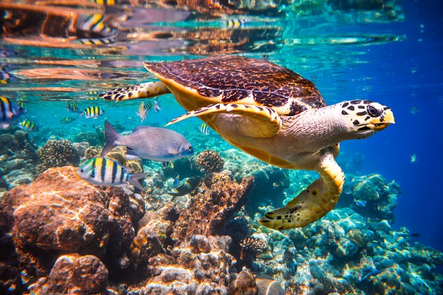 Hawksbill Turtle floats under water