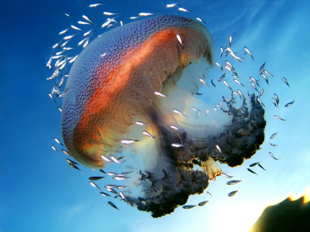 Jelly Fish Underwater Photo