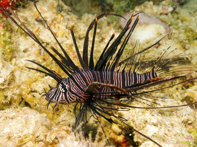 Juvenile lionfish in Bunaken, Sulawesi, Indonesia
