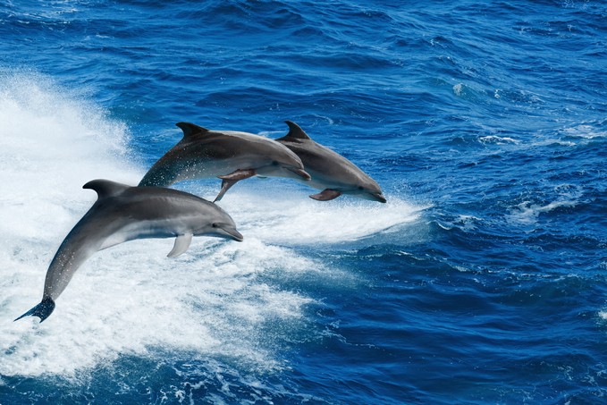 Marine wildlife background - three bottlenose dolphins jumping over sea waves