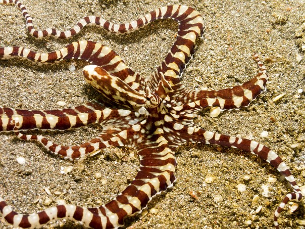 Mimic octopus