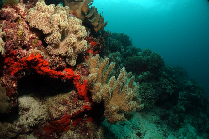 Mushroom Leather Coral, Sarcophyton, Malaysia