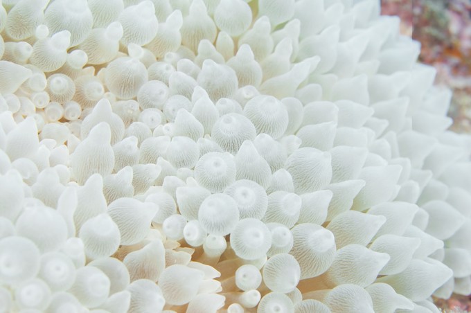 Pure White Anemone