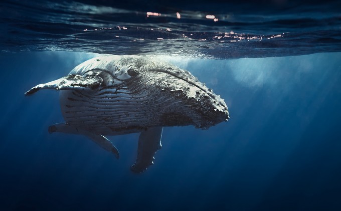 Queen whale