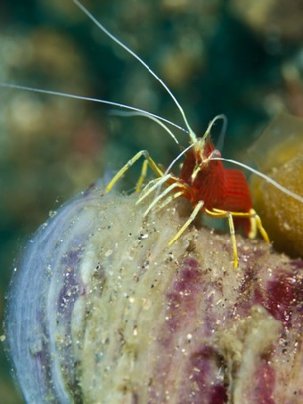 Red shrimp