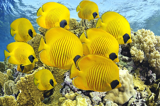 School of butterfly fish
