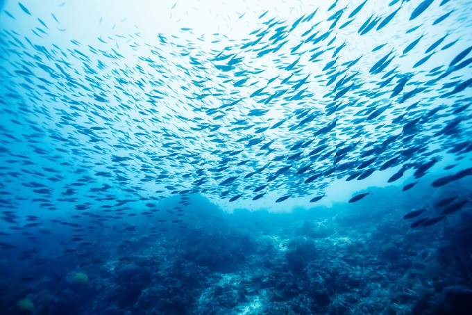 School of fish underwater