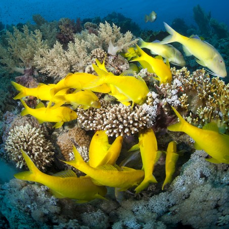 School of Yellowsaddle goatfish