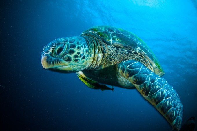 Sea turtle swimming bunaken sulawesi indonesia