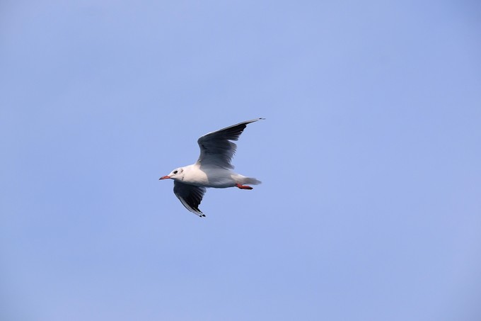 The image of a seagull