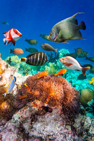 Topical saltwater fish ,clownfish - Coral reef in the Maldives