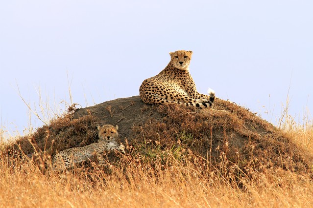 A cheetah (Acinonyx jubatus) and cheetah cub on the Masai Mara National Reserve safari in southwestern Kenya