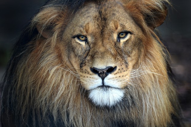 A close up shot of an African Lion