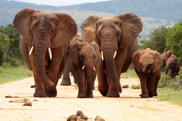 A herd of elephant walking towards the camera in this black and white image