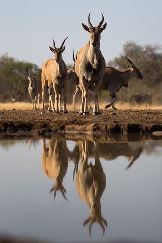 A low angle, vertical, colour photograph of a herd of eland, and their reflections, staring into the camera in the waterhole