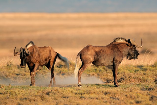 A pair of black wildebeest (Connochaetes gnou), South Africa