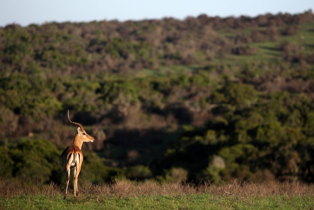 A portrait of a beautiful male impala ram