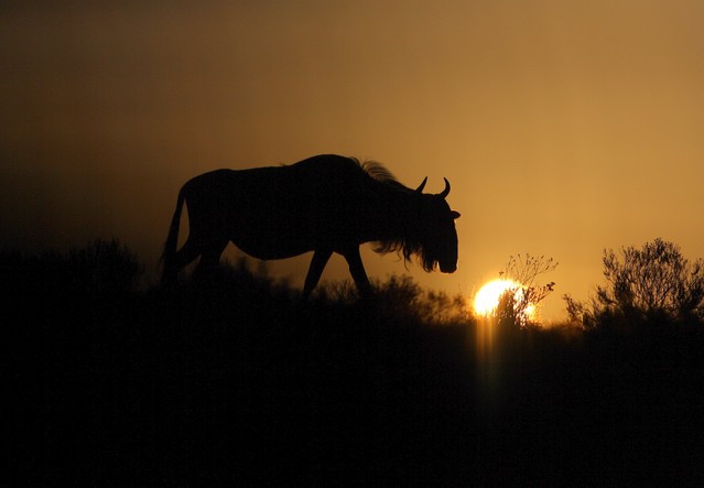 A silhouette of a herd of blue wildebeest against a spectacular African sunrise. Taken in Kenya during the great migration