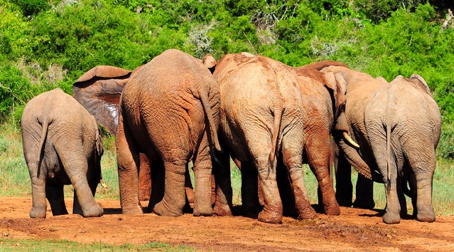 African Elephants