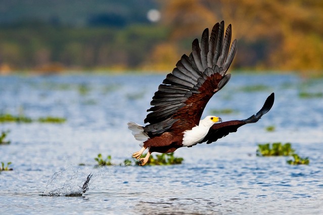 African fish eagle, Naivasha Lake National Park, Kenya2