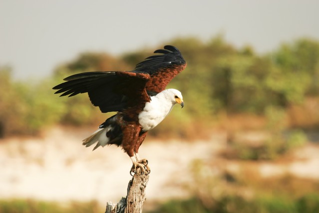 African Fish Eagle, Schreiseeadler