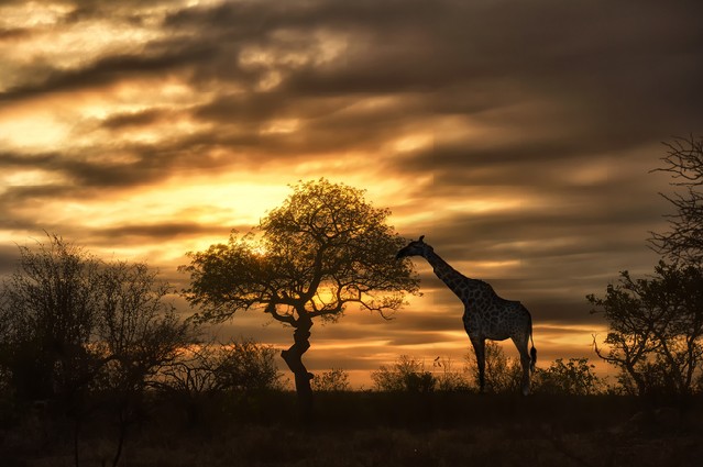 African giraffe walking in sunset