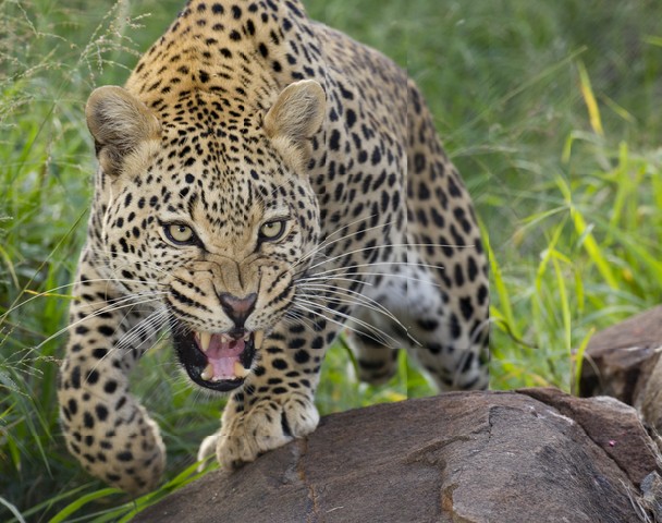 African Leopard (Panthera pardus) snarling and showing teeth in aggressive and defensive manner, South Africa