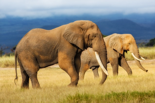 Amazing grazing Elephant bull with Elephant cow in the background in Amboseli National Park, Kenya