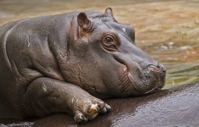 Baby hippo