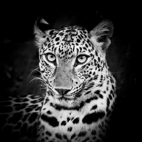 Black and White Leopard Portrait