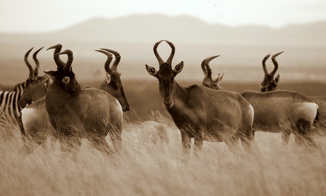 Black and white portrait of a herd of red hartebeest antelope in Addo elephant national park,eastern cape,south africa
