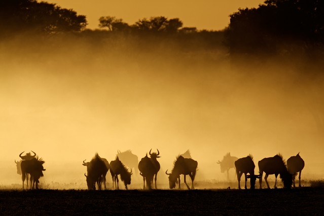Blue wildebeest (Connochaetes taurinus) in dust at sunrise, Kalahari desert, South Africa