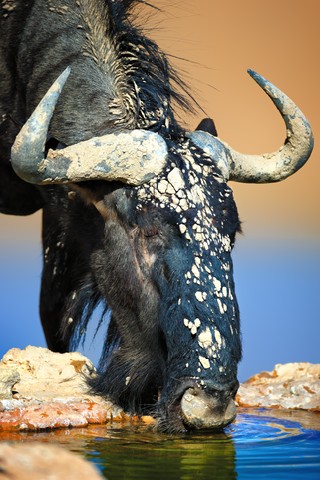 Blue wildebeest full of mud drinking water ( Kalahari desert ) - South Africa