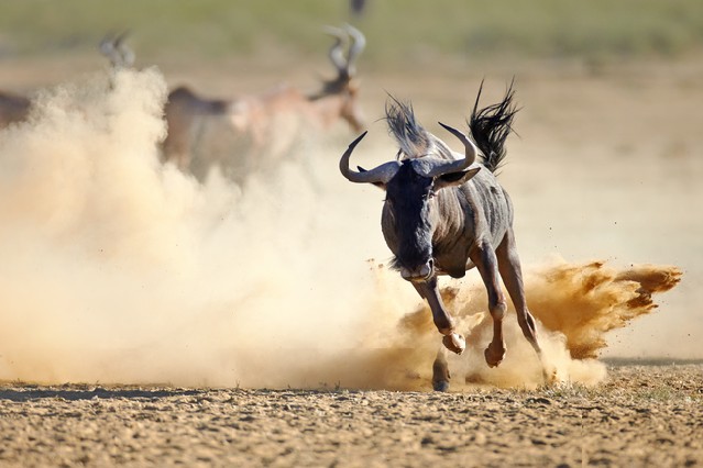 Blue wildebeest running on dusty plains ( Taurinus; connochaetes ) - Kalahari desert - South Africa