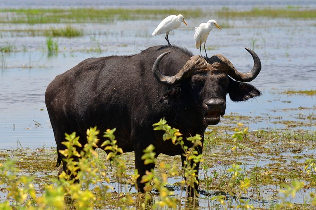 Buffalo with two white egrets on the neck,Chobe,Botswana
