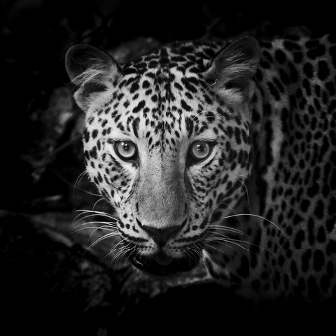 Close up Black and White Leopard Portrait