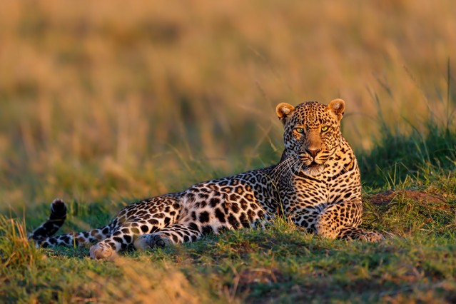 Close up of a a relaxed Leopard male. He enjoys the sunrise in the Masai Mara, Kenya