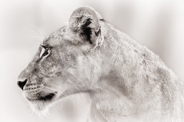 Close-up of a female Lion face in Samburu National Reserve