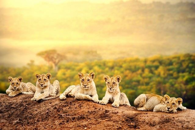 Close up of lion cubs laying together waiting upon mother