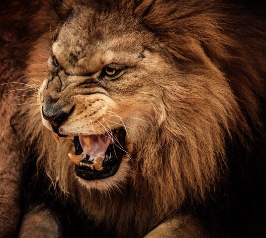 Close-up shot of roaring lion