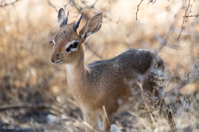 Damara dik-dik in Etosha National Park, Namibia