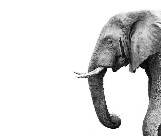 Elephant Isolated on White Background